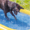 Estate a tutto divertimento: arriva la nuova Summer Collection di Beeztees!