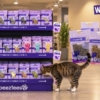Nuova Linea Beeztees Cat Treats: Il Gusto per Gatti Non È Mai Stato Così Ricco!
